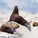 Sea lions dozing