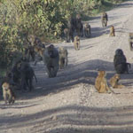 A horde of baboons