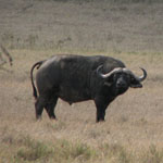 African buffalo