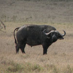 A buffalo staring back