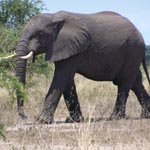 African elephant African elephant