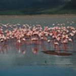Lake Nakuru: Flamingos Lake Nakuru: Flamingos
