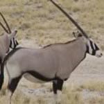 Gemsbok couple Gemsbok couple