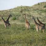 A group of giraffes