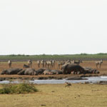 Hippo pool