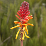 Beautiful flora in high altitude