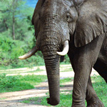 Elephant Elephant