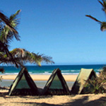 Camping under palm trees