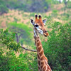 Giraffe Giraffe