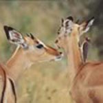Impalas Impalas