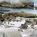 South African penguins South African penguins