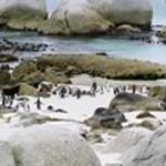 South African penguins