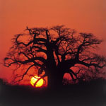 Baobab tree