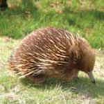 Echidna Echidna
