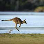 A tasmanian kangaroo A tasmanian kangaroo