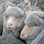 Lots of sheep Lots of sheep