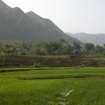 Rice fields