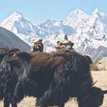 Yaks